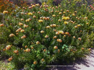 Leucospermum cordifolium - orange - blooming